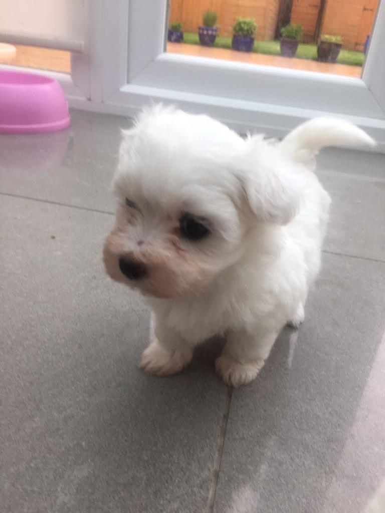 gumtree maltese puppies